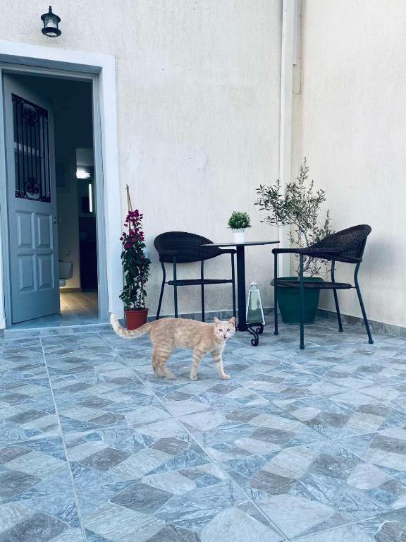 a cat walking on a tile floor in front of a door at LEIVADAROS apartments in Perissa