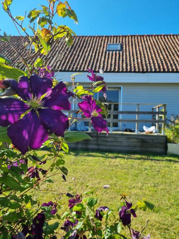 a purple flower in front of a house at Gîte Côte et Terre in Questrecques