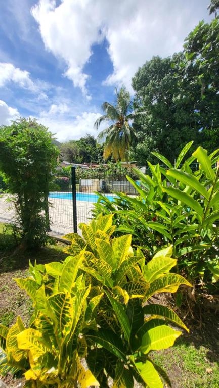 a bunch of green plants in front of a pool at Duplex cosy avec piscine à 2mn de la plage - Kaz Ti Plaj in Les Trois-Îlets