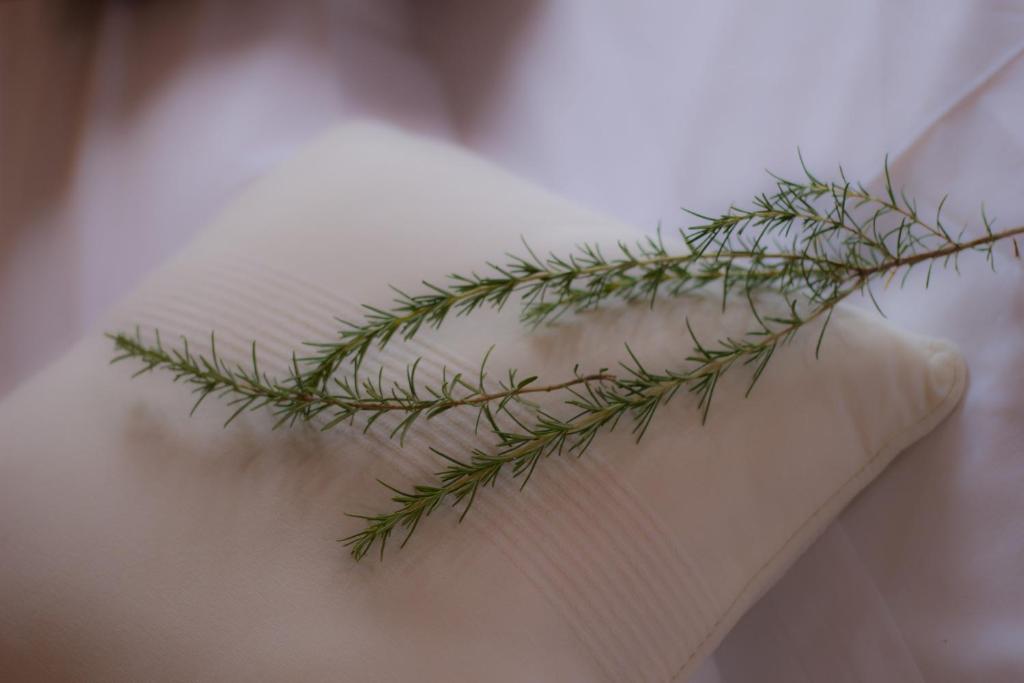a twig of pine needles sitting on a book at Petit Hotel Hostatgeria La Victoria in Alcudia