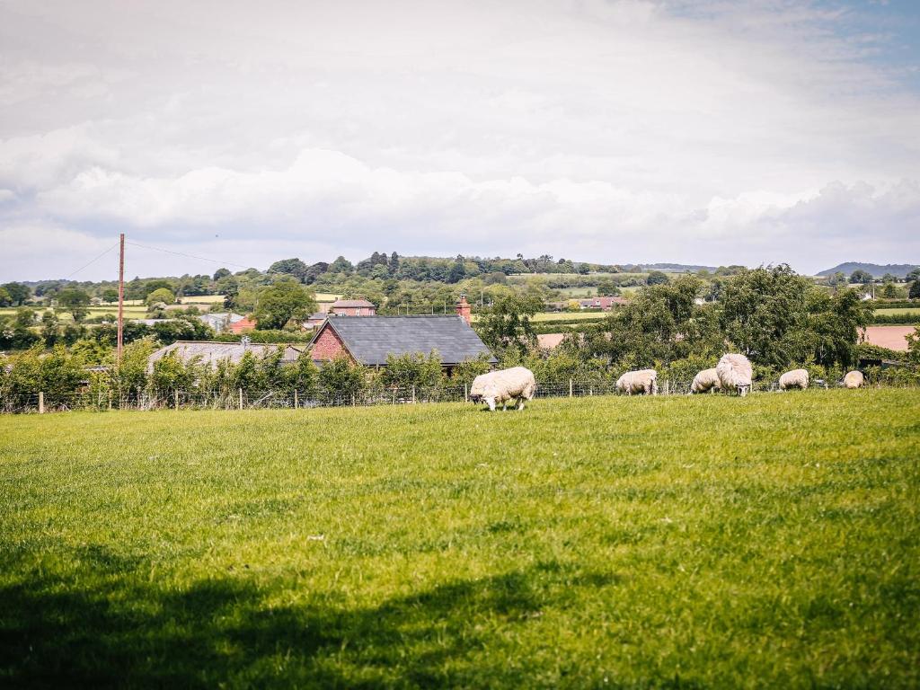a group of sheep grazing in a field at Carter's Lodge in Malpas