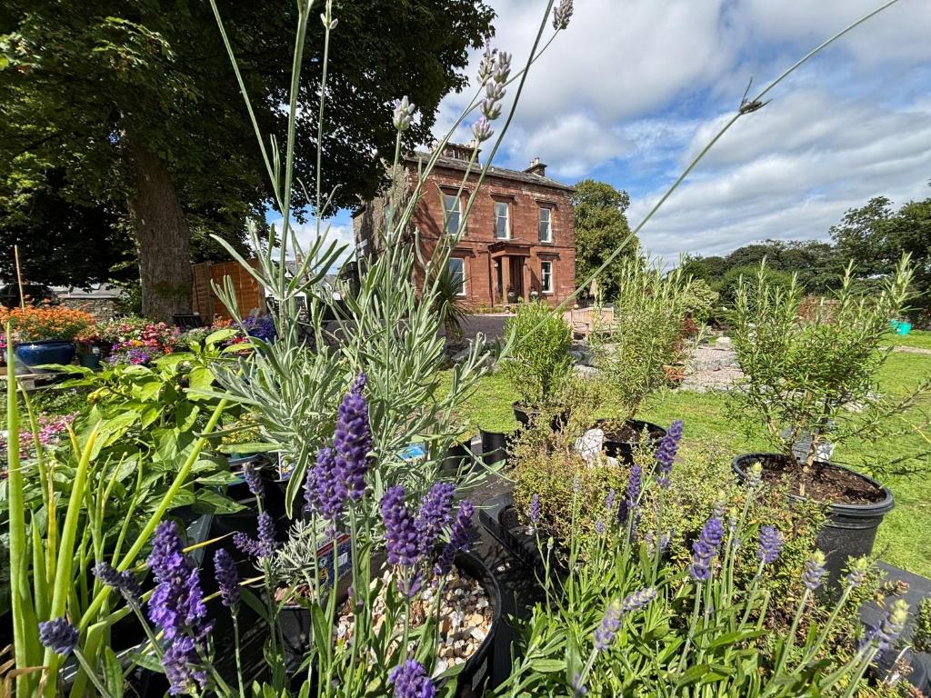 a garden with purple flowers in front of a house at Wigtown House in Wigtown
