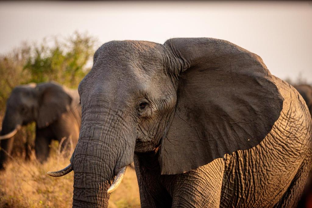 Hlane Royal National Park
