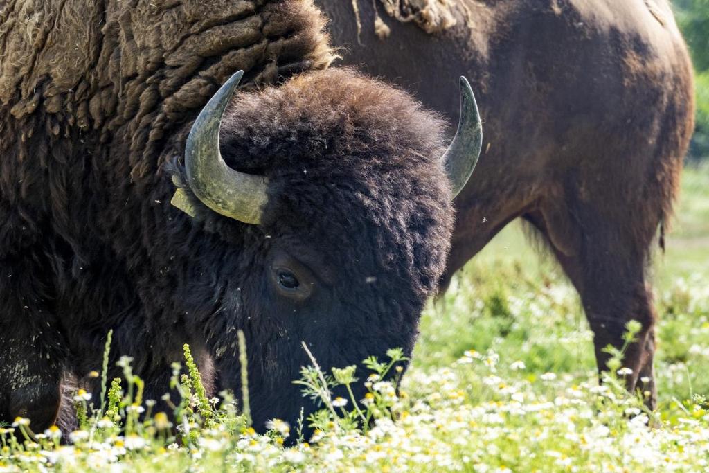 Terra dei Bisonti