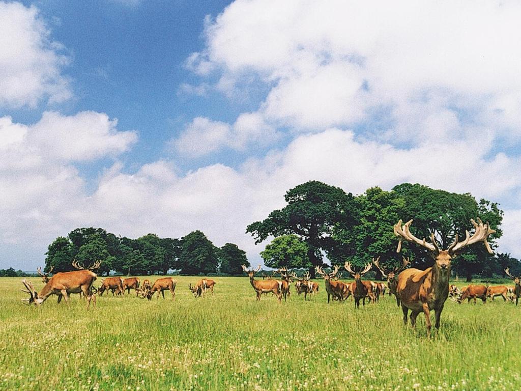 a herd of deer standing in a field at Deer Park Lookout - E3928 in Thorpe Market