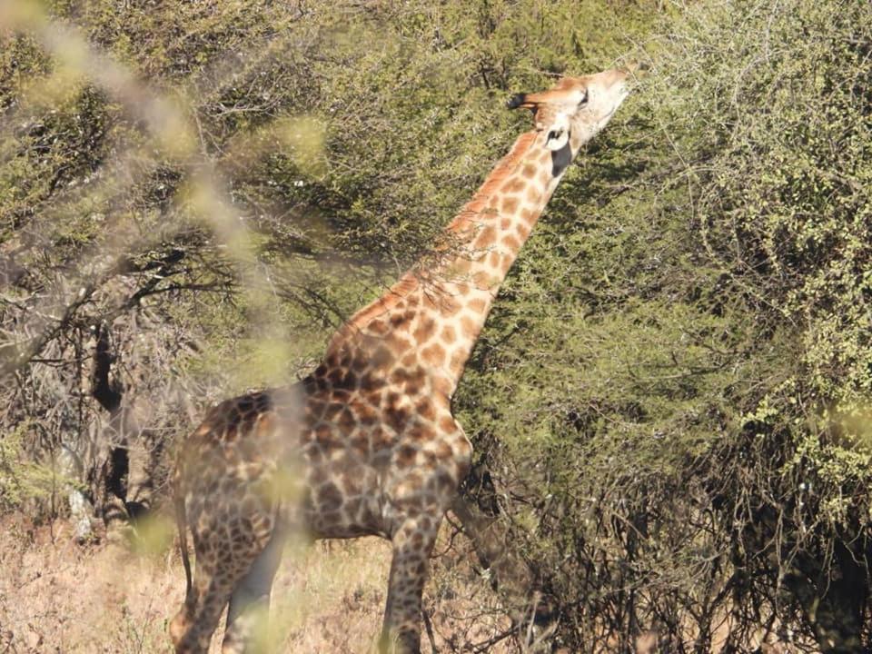 a giraffe eating leaves from a tree in a field at Deltrade Wedding and Camp in Pretoria