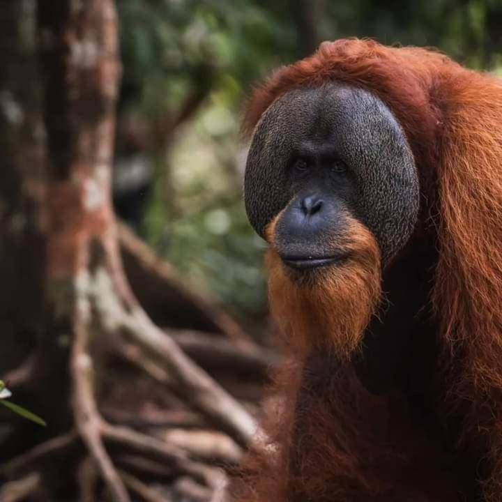 a close up of the head of an orangutan at Sumatra Orangutan Tours Orangutan Trekking with Airport Pick Up Drop Off and Accommodation Trekking Required for All Bookings in Bukit Lawang