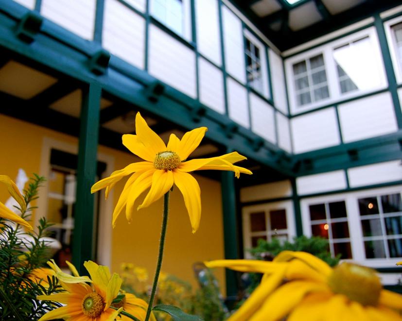 a group of yellow flowers in front of a house at Frühstückshotel Jammernegg in Köflach