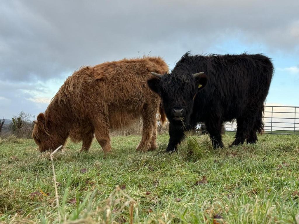 two cows standing next to each other in a field at Squirrel's Drey in Torphichen