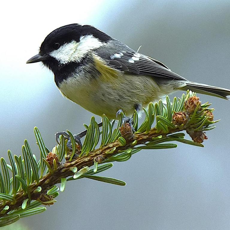 a bird perched on top of a pine tree branch at Maison d hote avec diner in Sarralbe