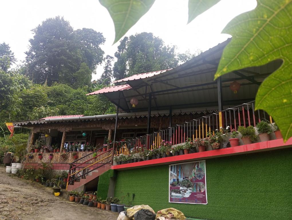 a green building with a balcony with plants on it at Bamboo Queen Homestay Rongo in Kumai