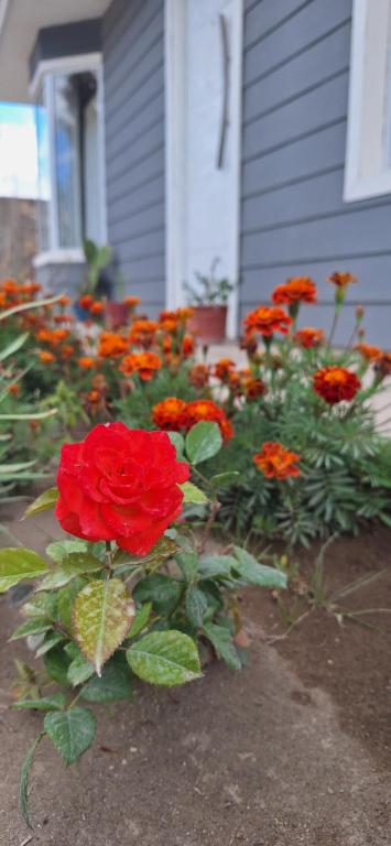 a bunch of red flowers in front of a house at La casita in Zapala