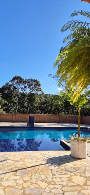 a palm tree sitting next to a swimming pool at Chácara Rosa Maria in São Paulo