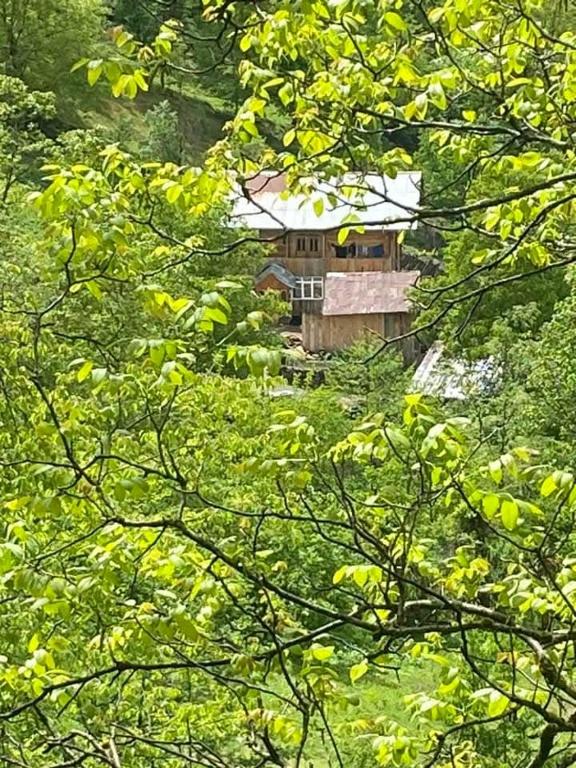 a house is seen through the leaves of trees at VARD-CIKHE in Khulo