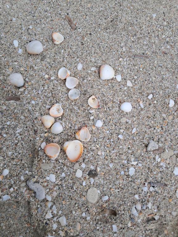 Sabbia chiara e conchiglie in riva al mare