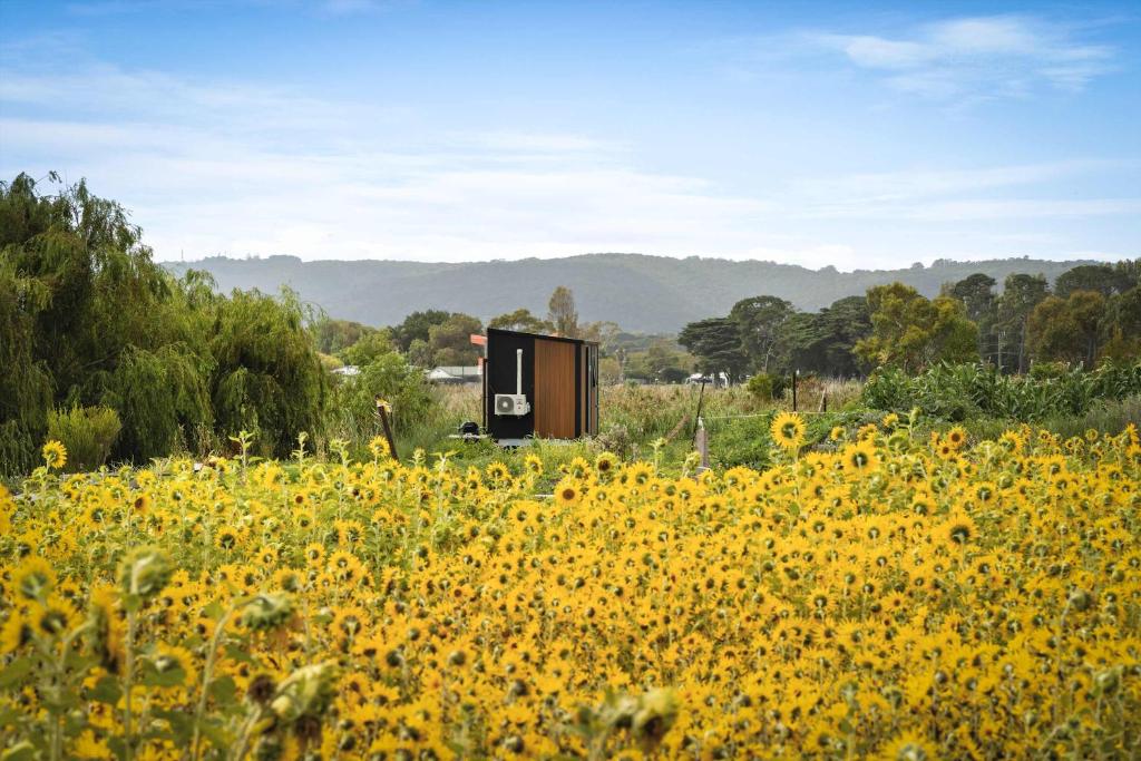 a field of sunflowers in front of a building at Revillaging Project by Tiny Away in Boneo