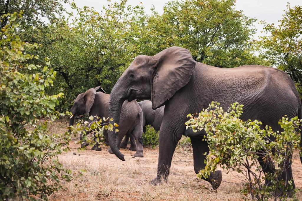 a group of elephants walking in a field at Oase by 7 Star Lodges - Greater Kruger Private 530ha Reserve in Hoedspruit