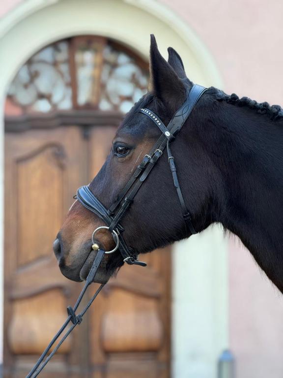 a brown horse wearing a bridle in front of a door at Apartament Kirkor przy Dworku Bielin in Bielin