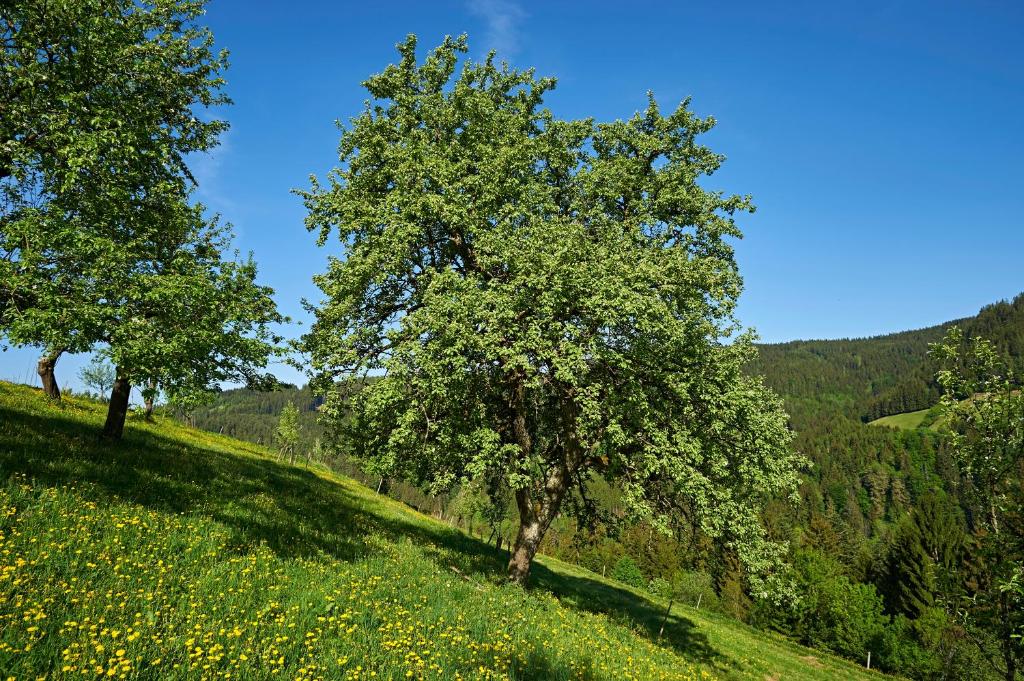 Farm Stay Gradišnik Peaceful Countryside with Homemade Breakfast