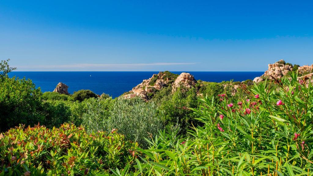 a field of plants with the ocean in the background at Villa Averla-Costa Paradiso, con giardino vista graniti e mare in Costa Paradiso