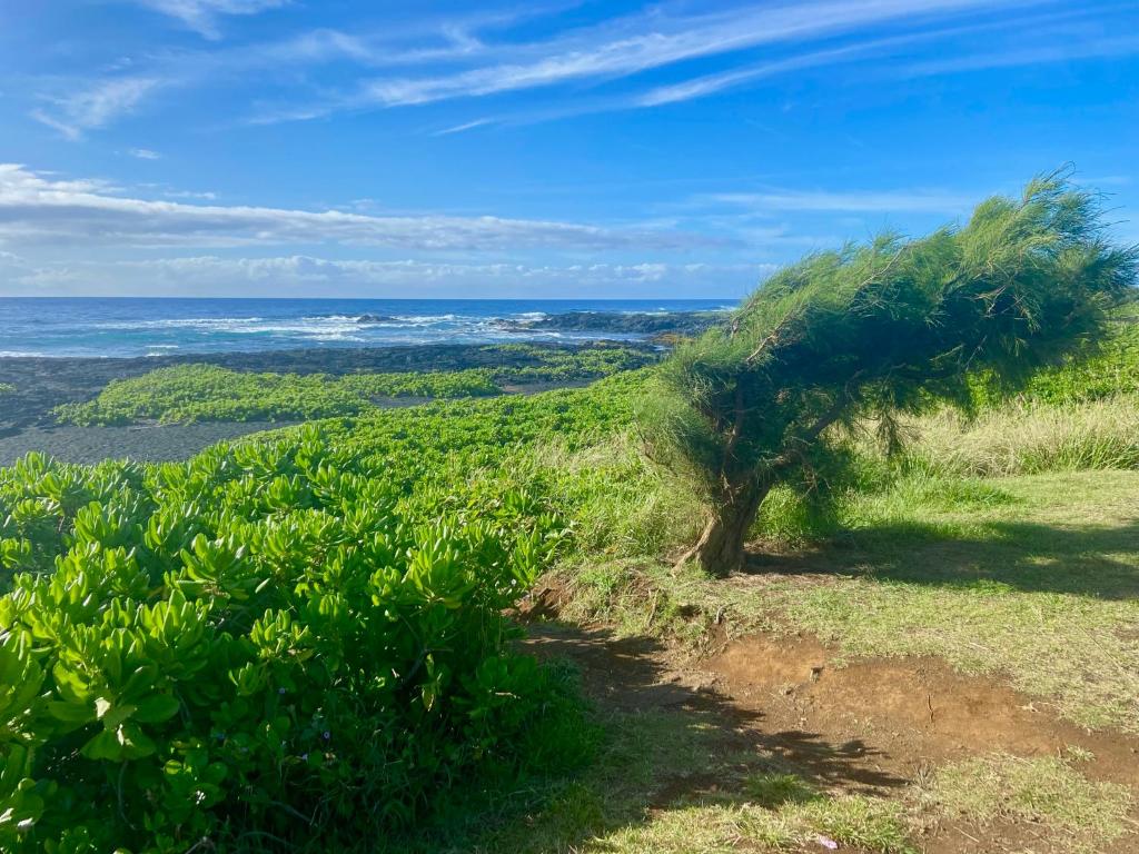 a tree on a hill with the ocean in the background at Beachfront 1 Bedroom Condo with Private Beach, Pool, Hot Tub in Pahala