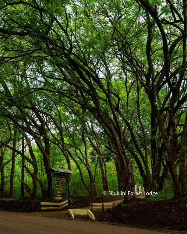 a forest of trees with a bench and a sign at Njukiini Forest Lodge in Embu