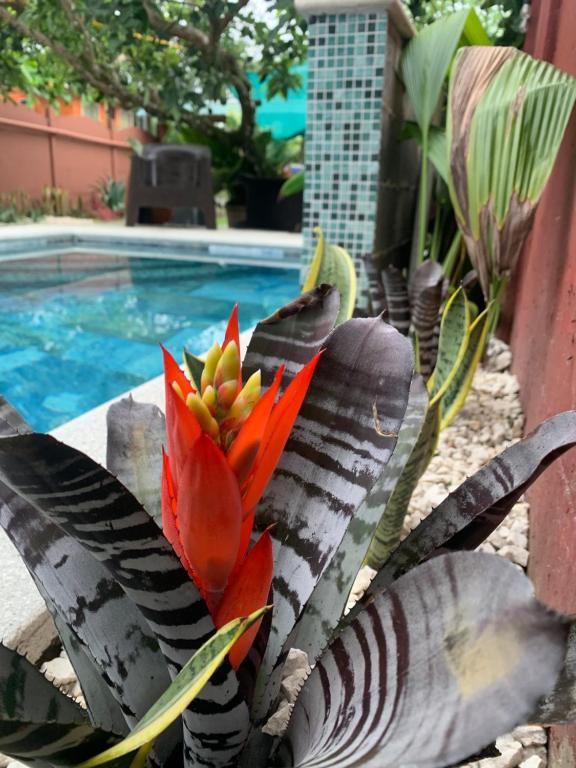 a plant with a red flower sitting next to a swimming pool at Villa Arenal Volcano & Privade pool in Fortuna