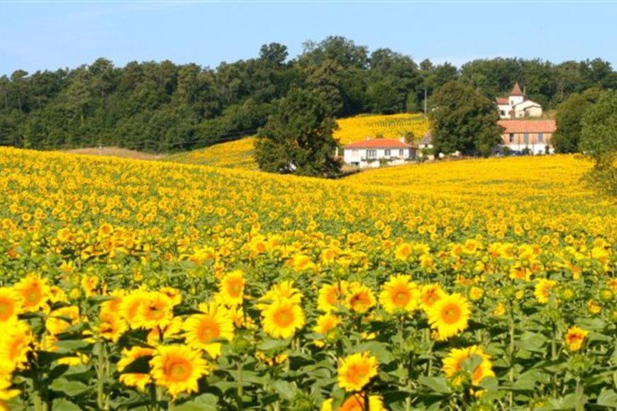 a field of yellow sunflowers with houses in the background at Les Renaudières Chalais in Chalais