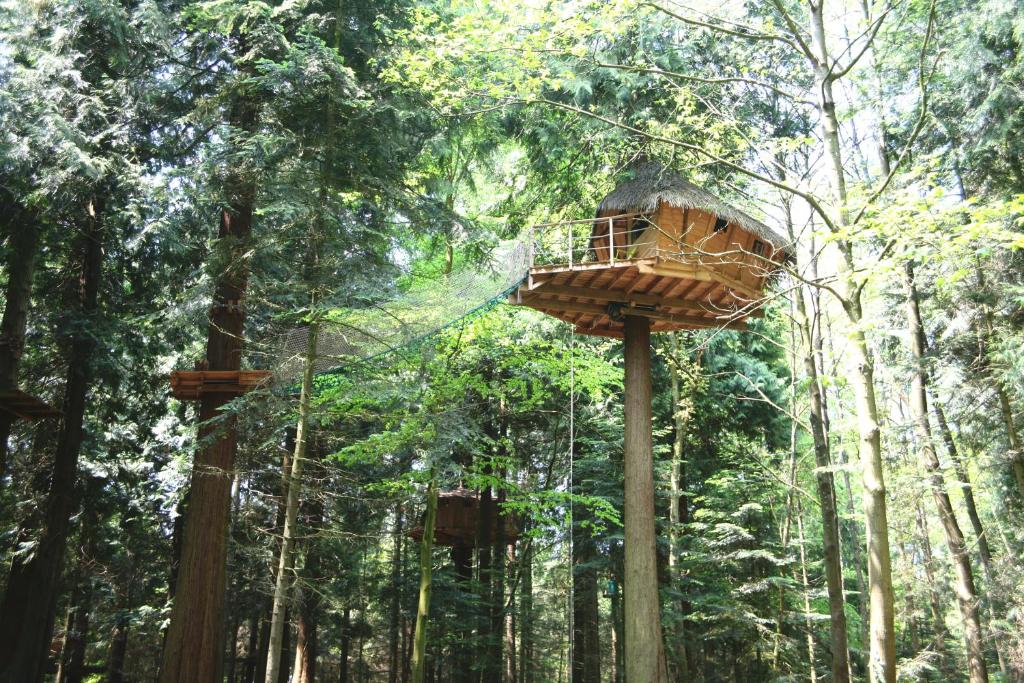 a tree house in the middle of a forest at Insolite dans les arbres Les Ormes, Epiniac in Epiniac