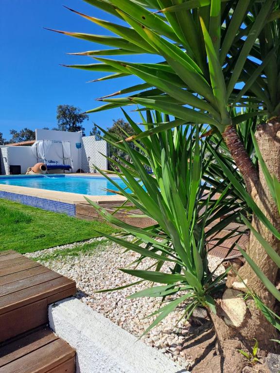 a palm tree next to a swimming pool at Herdade da Cova da Onça in Canha