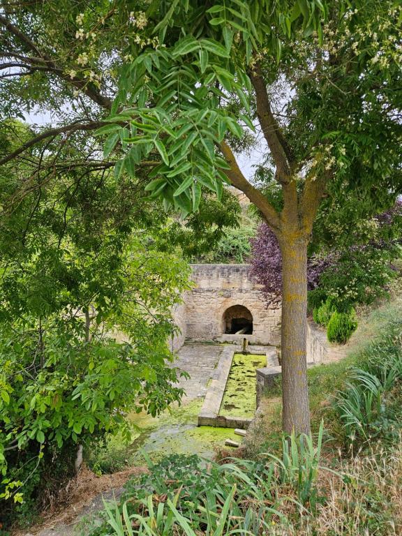 a tree with a tunnel in the middle of a field at Casa de la Gallega in Bargota