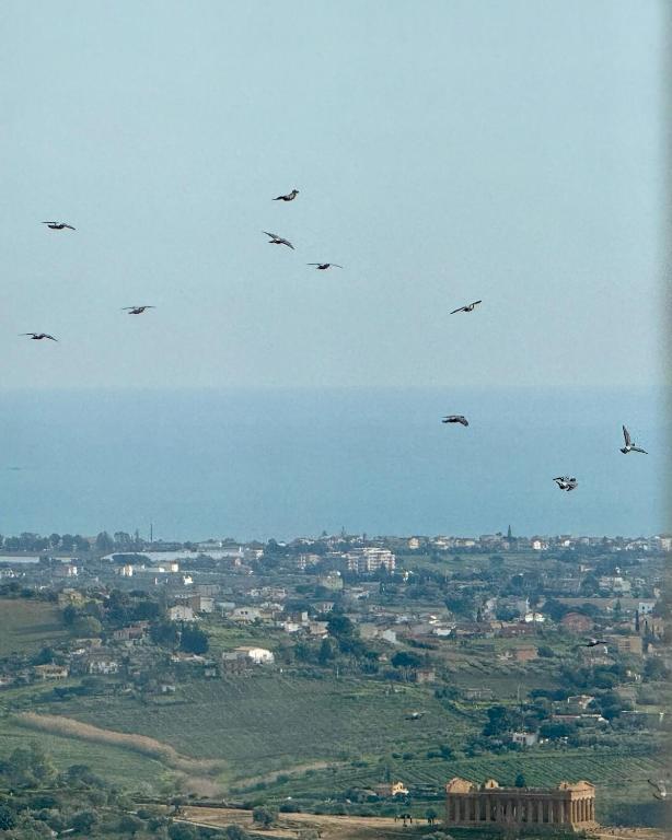 a flock of birds flying over a city at MiraValle Agrigento 2 in Agrigento