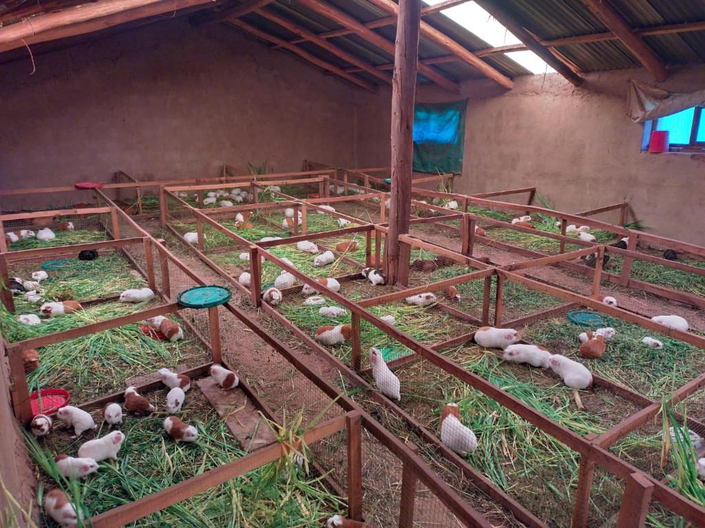 Hospedaje Q'ello Qantu