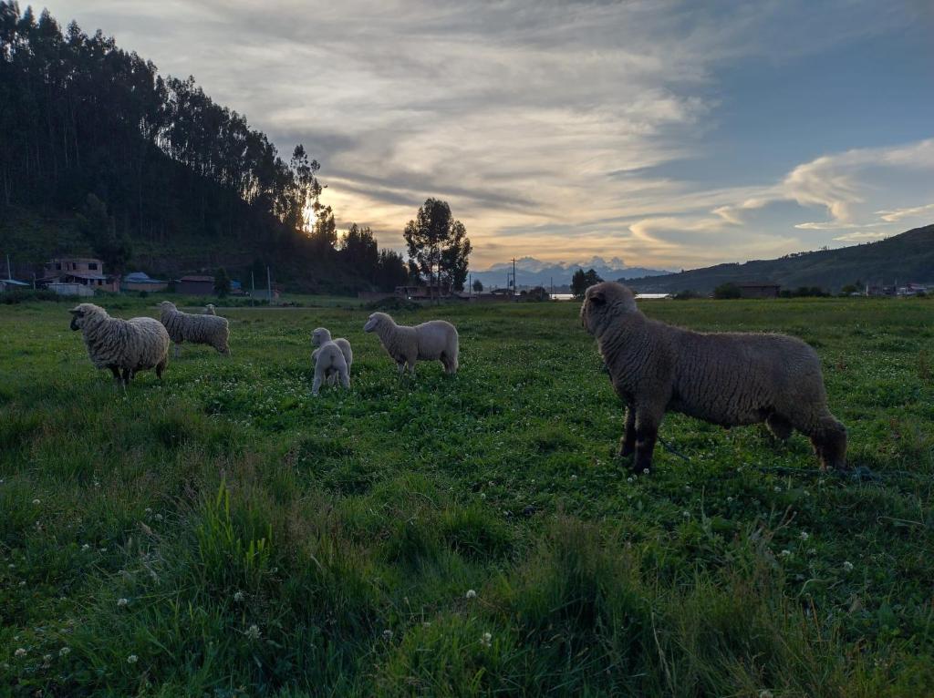 Hospedaje Q'ello Qantu