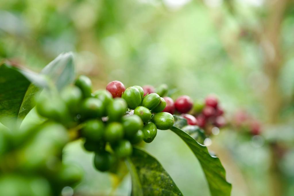 Finca La Coqueta Coffee Farm Stay near Filandia