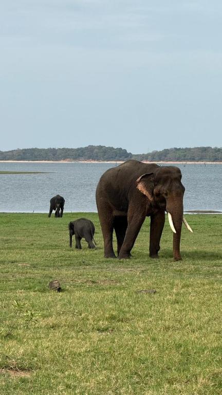 a group of elephants in a field near a body of water at Sigiri Yahana in Sigiriya