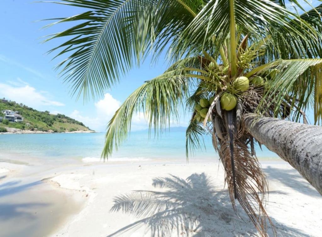 a palm tree on a sandy beach with the ocean at 3 Bedroom Villa TG40 on Beach Resort SDV286-By Samui Dream Villas in Bophut 