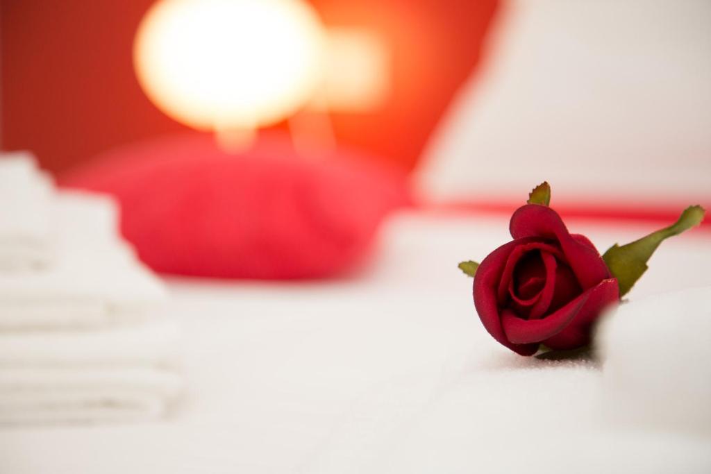 a red rose sitting on top of a bed at Il Gruccione in SantʼOmero