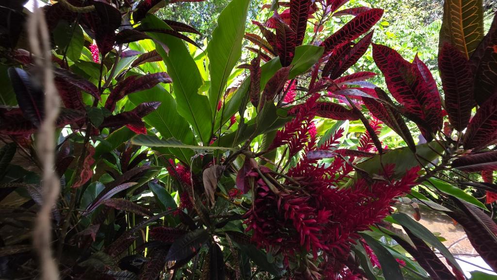 a plant with red flowers and green leaves at Centro Ecoturistico Ya´ajche in Lacanjá