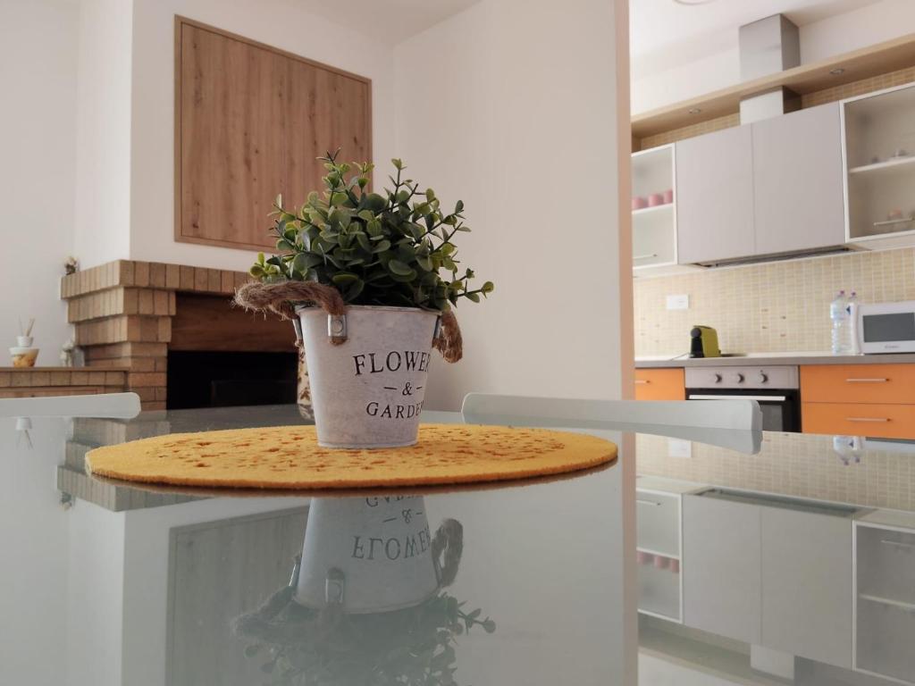 a potted plant sitting on a table in a kitchen at Oasi del Sole in Cupra Marittima