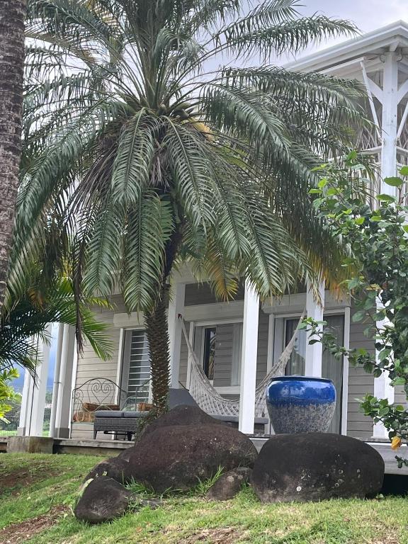 a palm tree in front of a house at Habitation Tara in Capesterre-Belle-Eau