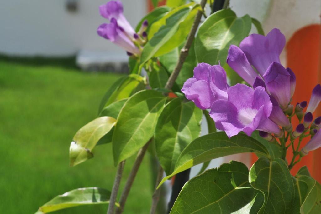 un montón de flores púrpuras en una planta en La Passione Boutique B&B en Naha