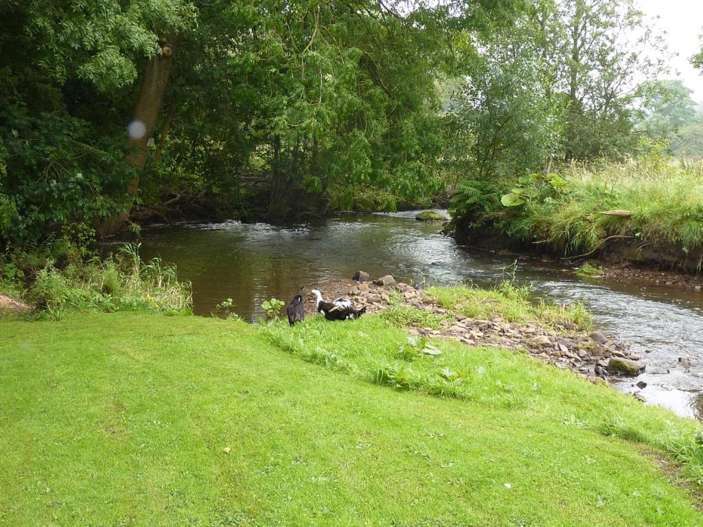a river with a grassy field next to a riverngth at Colourmill cottage in Leek