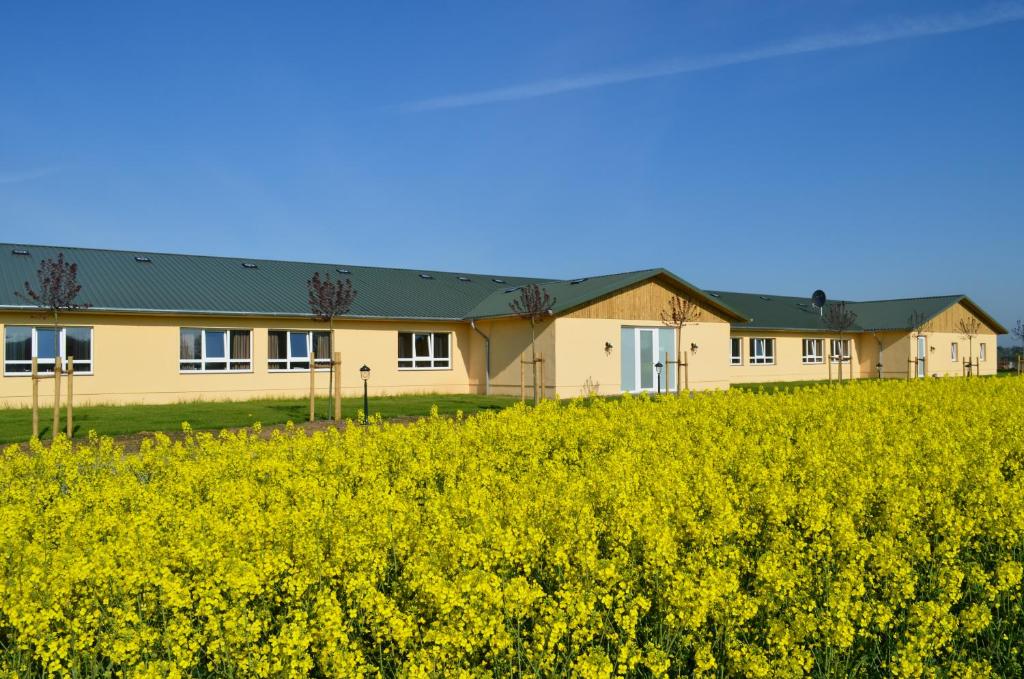 a field of rapeseed in front of a building at Haus Gänsefarm - Ihre Monteurs Wohnung - in Husby