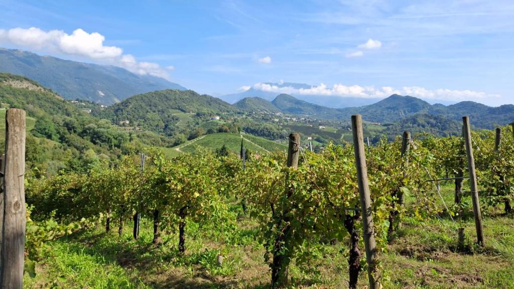 a vineyard with trees and mountains in the background at da Tony home B&B in Tarzo