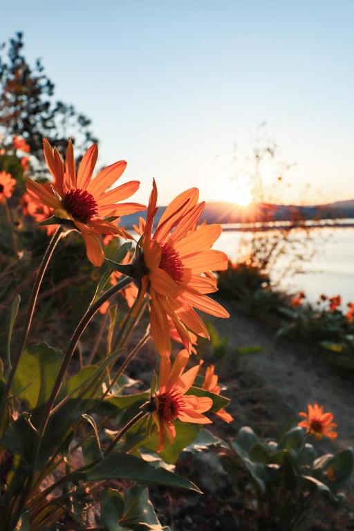 a group of orange flowers with the sunset in the background at The Kalamoir Suite in West Kelowna