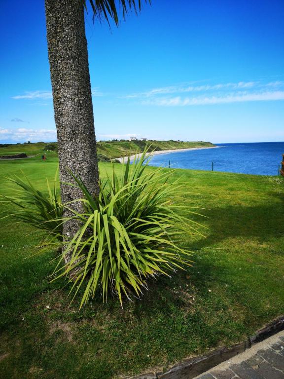 a palm tree and a plant next to a beach at Notre Petit Chateau in Rosslare Harbour