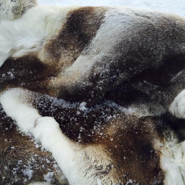 a black and white dog laying on the snow at Harju-Hill Villa in Rovaniemi