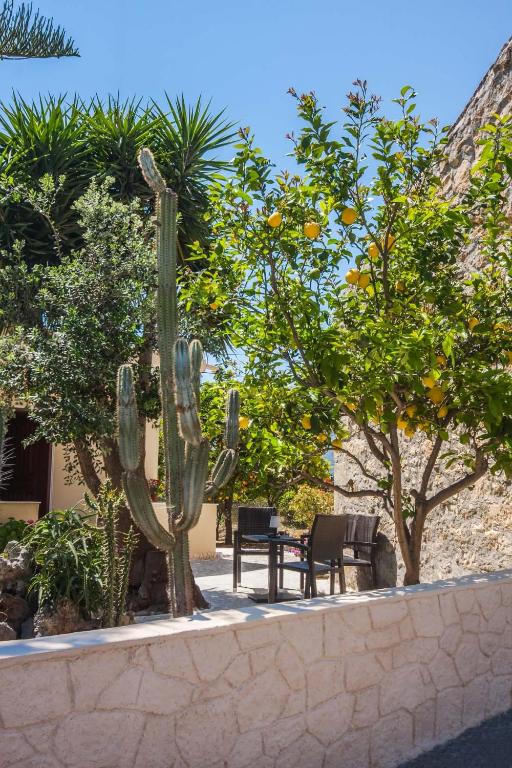 a cactus sitting next to a bench and trees at Liza's Place in Metókhion
