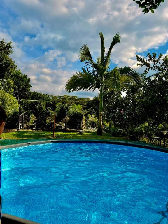 a large blue swimming pool with a palm tree at Villa bella Claudia in Armenia